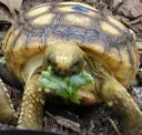Lettuce Chomping Action